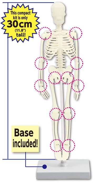 Human Skeleton Assembly Kit