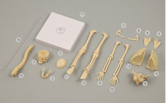 Human Skeleton Assembly Kit – LPFS