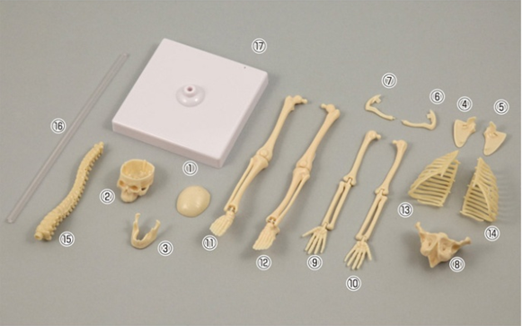 Human Skeleton Assembly Kit