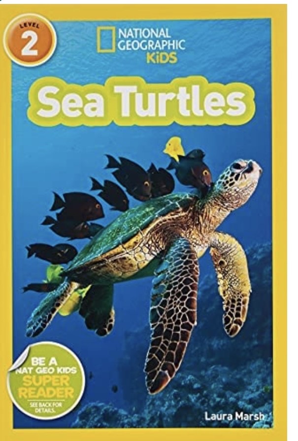 SEA TURTLES